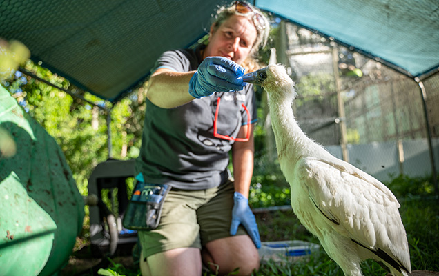 spoonbill being fed by carer